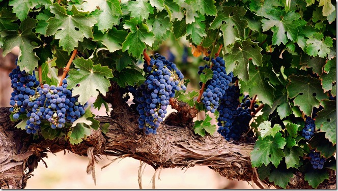 parreira-vitis-vinifera-eno-estilo