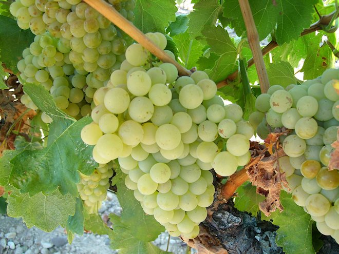 uvas-verdejo-66