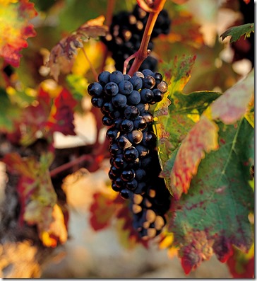 racimo---tempranillo-peludo-eguren
