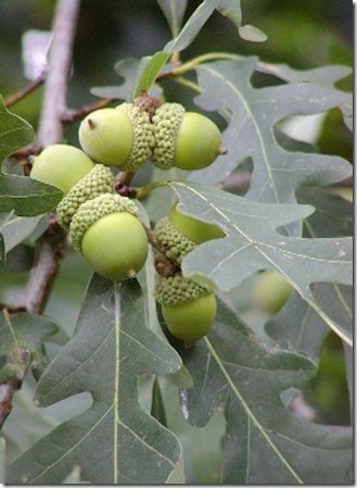 carvalho-quercus-alba-revista-eno-estilo