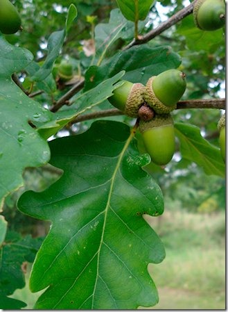 carvalho-quercus-petraea-revista-eno-estilo