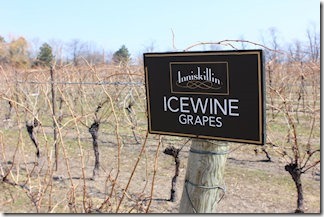 icewine-revista-eno-estilo-2014-2