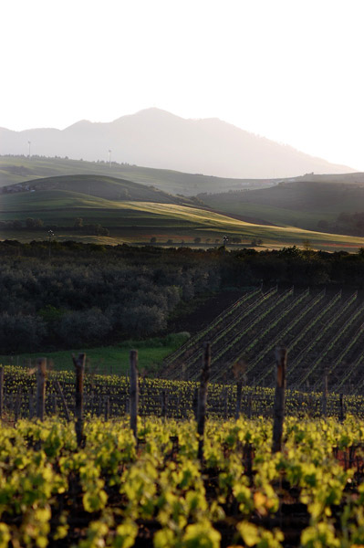 Tenita Regio Piccini | Revista de vinhos Eno Estilo