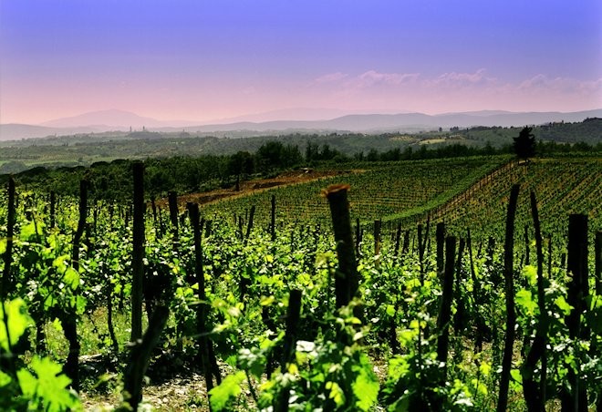 campania-vinhedo-italia
