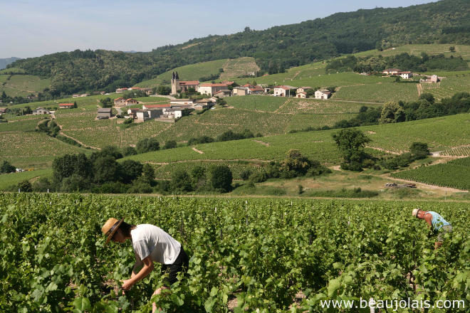 660-morgon-saint-joseph-gillet-inter-beaujolais-copyright