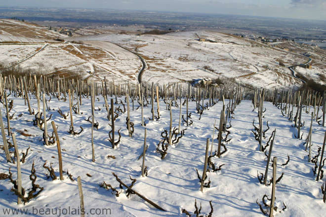 Inverno em vinhedo de região dos Crus de Beaujolais - Chiroubles