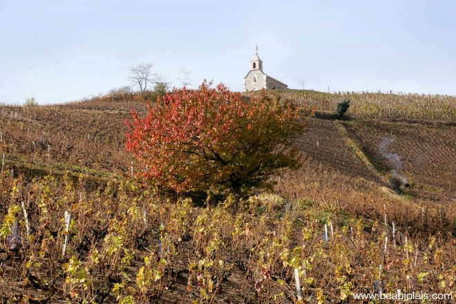 Outono na região de Fleurie - Beaujolais - França (*)