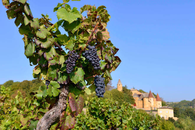 Uva Gamay | Beaujolais - França