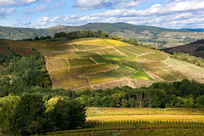 Vinhedos de Beaujolais - França